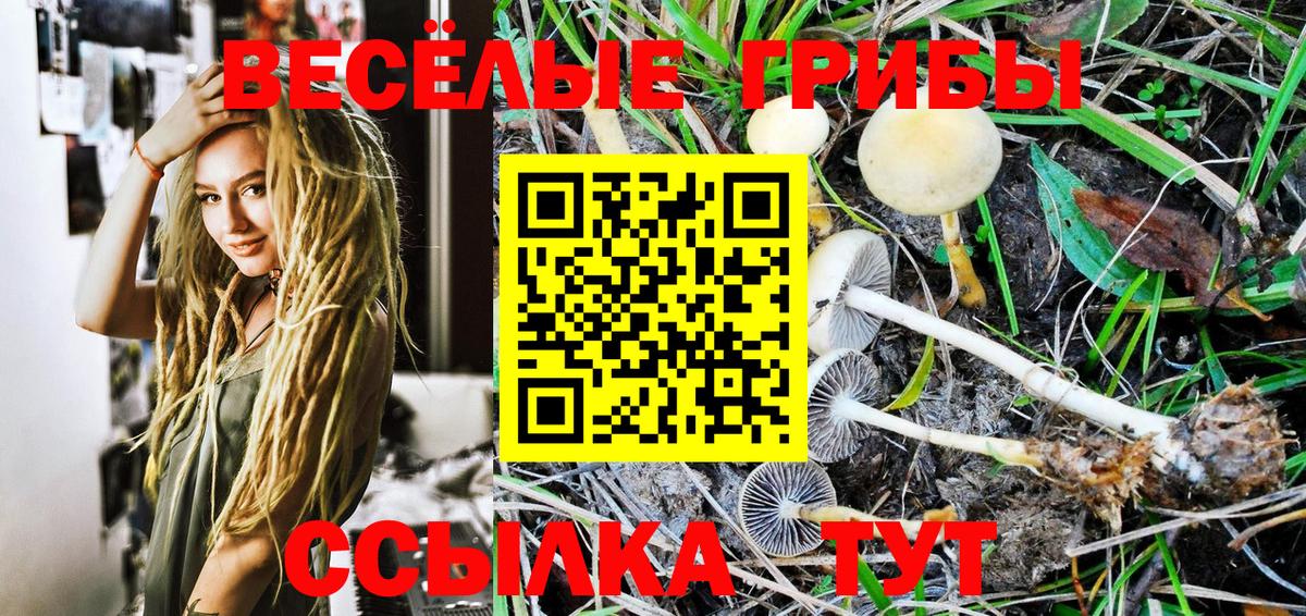 Галлюциногенные грибы Psilocybine cubensis Асино